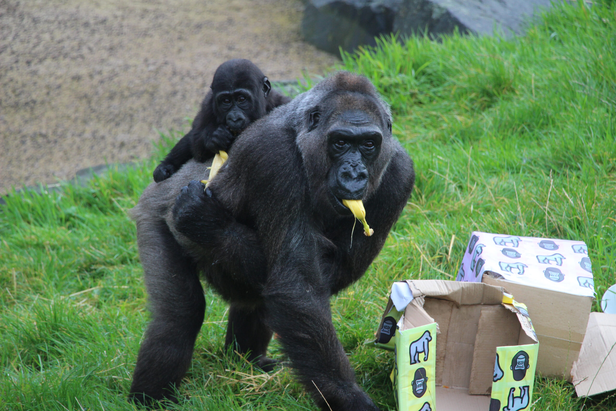 Belfast Zoo celebrates rare baby gorilla’s 1st birthday Corporate