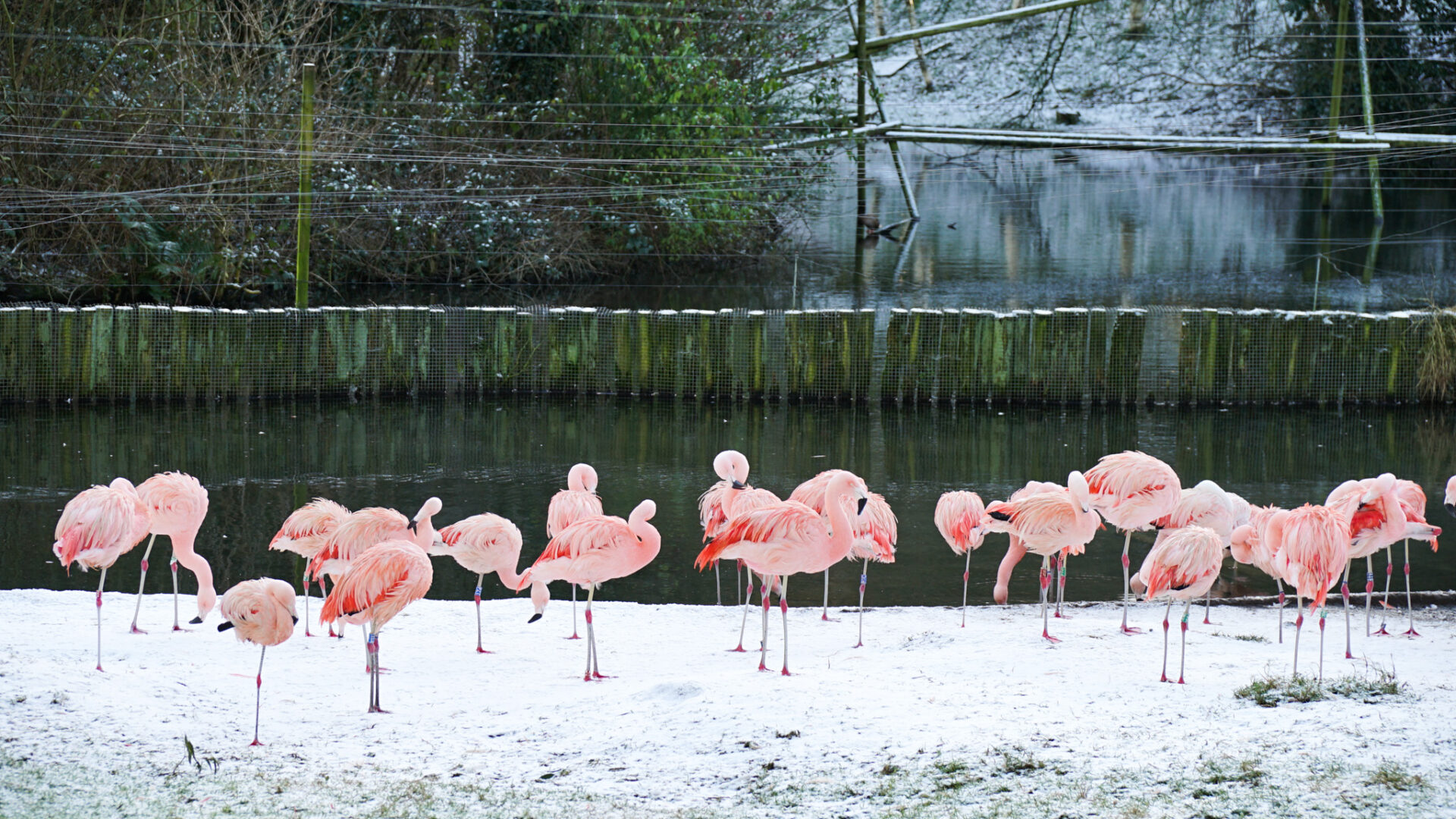 Chilean Flamingos Snow