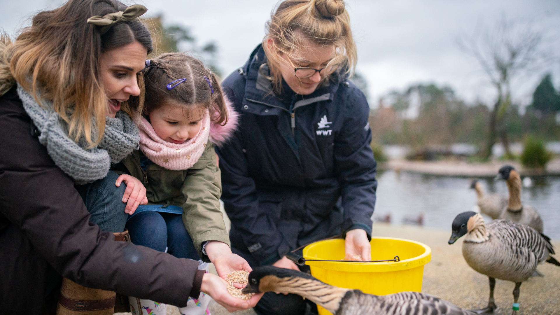 Handfeeding birds at Castle Espie